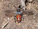 Nomada fabriciana in flight.jpg